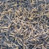 Bhutan Cordyceps Sinensis - Image 3