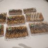 Bhutan Cordyceps Sinensis - Image 10