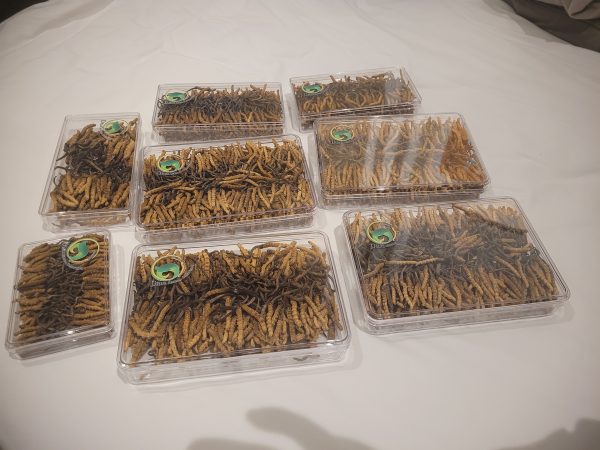 Bhutan Cordyceps Sinensis - Image 10