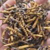 Bhutan Cordyceps Sinensis - Image 4