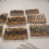 Bhutan Cordyceps Sinensis - Image 9
