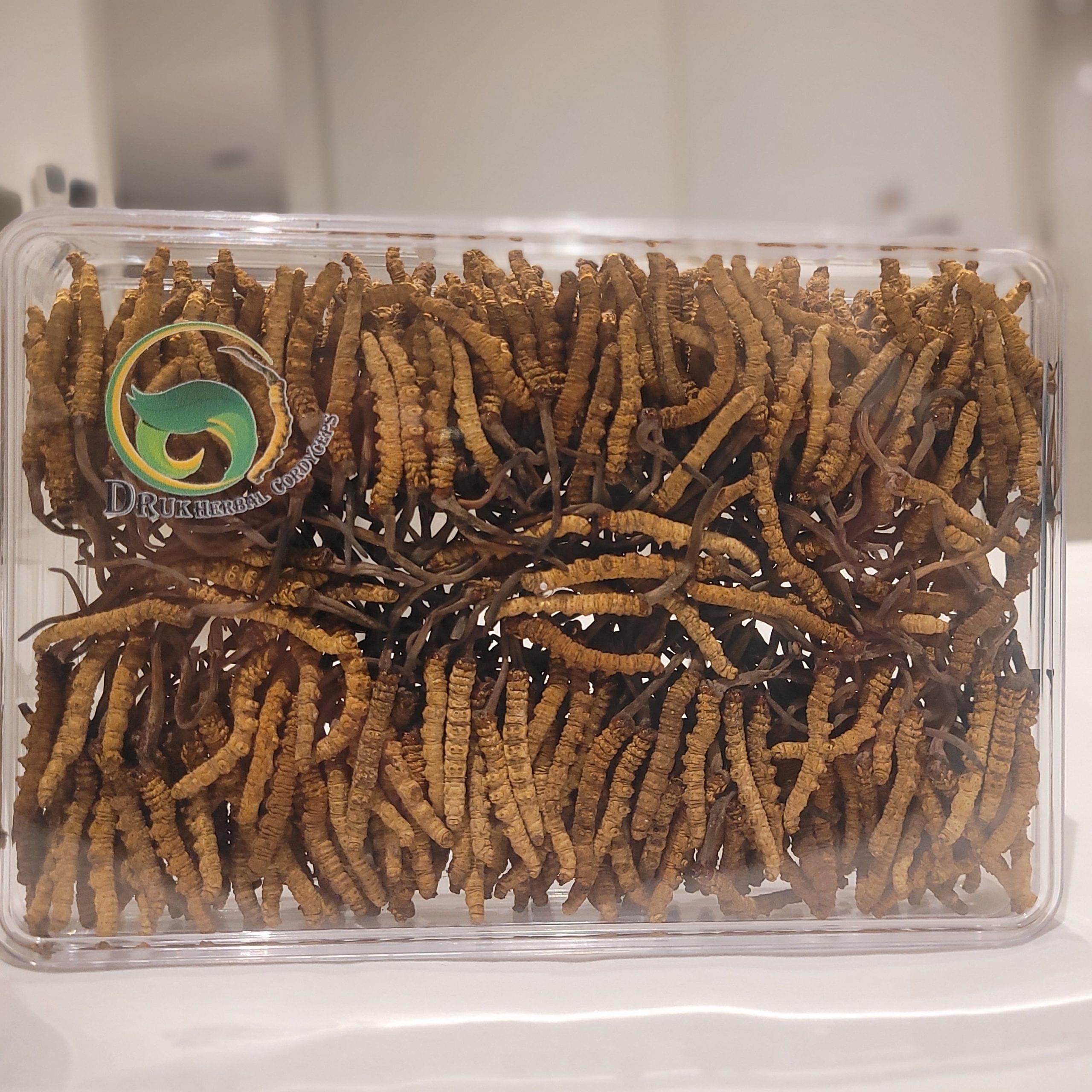 Bhutan Cordyceps Sinensis - Image 8