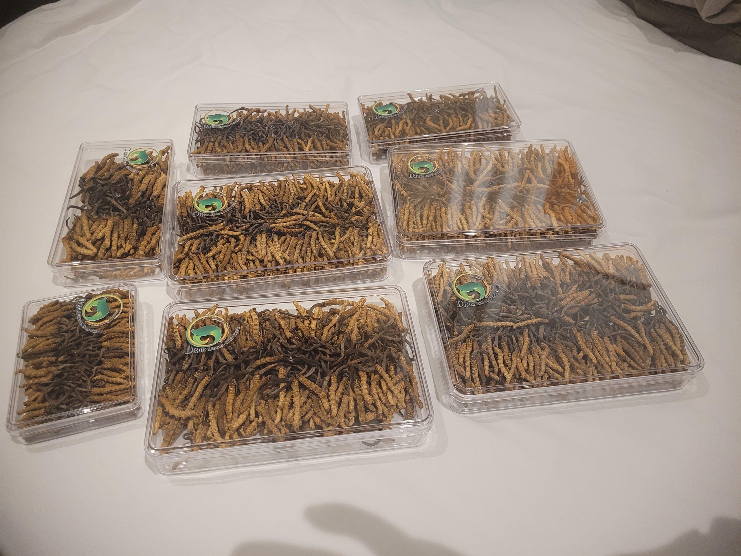 Bhutan Cordyceps Sinensis - Image 10